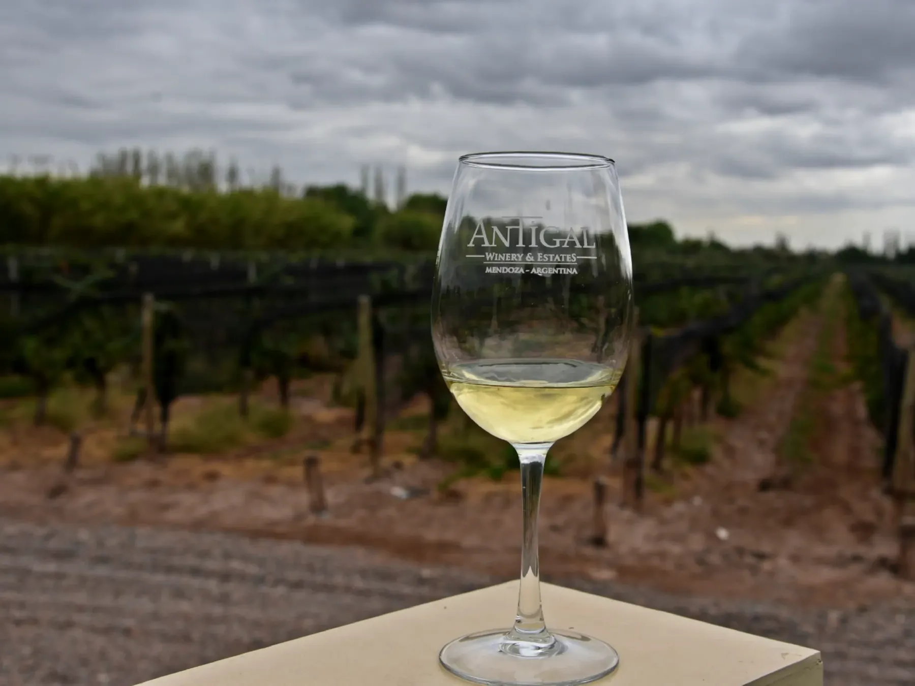 A glass of Antigal wine in the vineyard at the estate in Mendoza