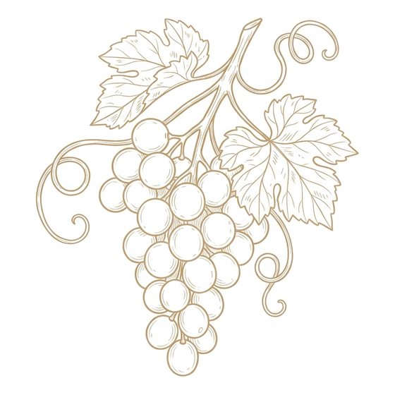 Line illustration of a bunch of grapes