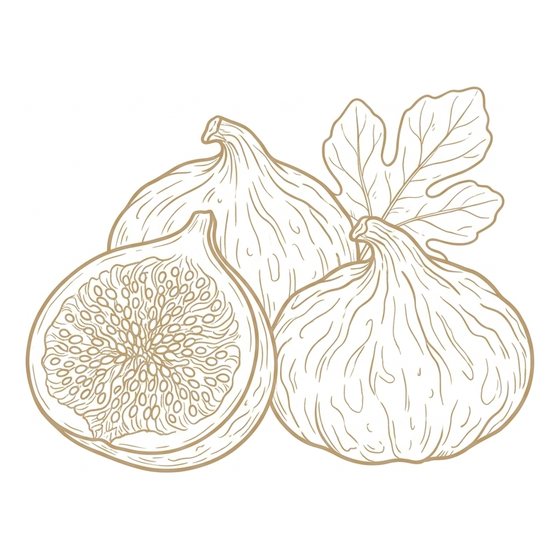 Line illustration of dried figs
